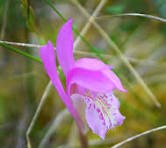 Seeking Out Rare and Interesting Plants Around Tamworth and ...