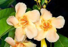 Image result for Marsdenia macrantha