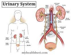 Anatomy Of The Urinary System My Health Best Anatomia Naturopatia Rimedi Naturali