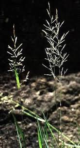 Image result for Agrostis