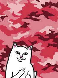 Check spelling or type a new query. Cat Showing Middle Finger Wallpapers Top Free Cat Showing Middle Finger Backgrounds Wallpaperaccess