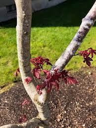 Maybe you would like to learn more about one of these? Bloodgood Japanese Maple Leaves Wilting 449582 Ask Extension