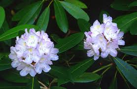 Flowers has become one of — if not, the — spokesperson for the best virginia squad, even overview: E Wv Rhododendron