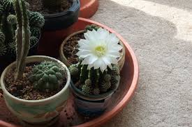 ¿puedo usar tierra de macetas para mis suculentas? El Sustrato Ideal Para Las Plantas Suculentas Guia De Jardin