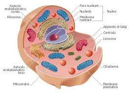 Prima che l'essere umano raggiunga l'età adulta, il corpo consiste in 100.000 miliardi di cellule. La Cellula La Cellula Le Meraviglie Del Corpo Umano Facebook