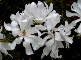 Image result for Magnolia White 1980 Amos and Sons