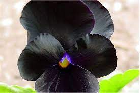 Pin By Janet Spears On Gardening Pansies Black Flowers Flowers
