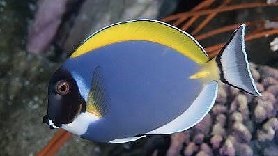 Powder Blue Tang | Online Learning Center | Aquarium of the Pacific