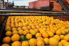 Hoy Tamaulipas Se Estanca Costo De La Naranja En Tamaulipas
