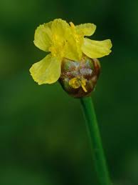 Image result for Xyris straminea