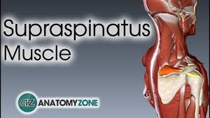 Learn vocabulary, terms and more with flashcards, games and other study tools. Supraspinatus Physiopedia