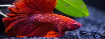 How Long Can A Betta Fish Live 4 Tips To Increase Their Lifespan
