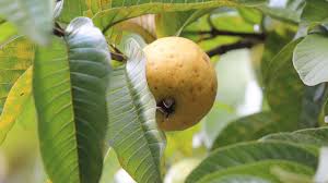 Image result for Ritchiea capparoides