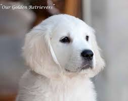 Dogs bred by these standards are less likely. Golden Retriever Puppies White Cream Akc Certified Nj Breeders Md Ct Ma De Ri Ny Pa V White Golden Retriever Puppy Golden Retriever White Dogs Golden Retriever
