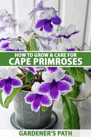 Image result for Streptocarpus glandulosissimus