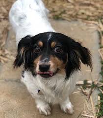 The best way to inquire about a dachshund is to complete an adoption application. Adopt Bowie On Petfinder Dog Adoption Dachshund Adoption Dogs