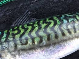 Light Rock Fishing In Cornwall Fish Fish Art Mackerel Fish