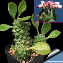 Image result for Monadenium rugosum
