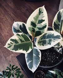 Ficus Elastica Tineke Plants Cool Plants Pretty Plants