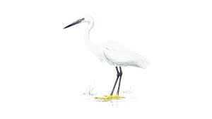 Black And White Bird With Long Tail Uk Pin On Flora And Fauna At Graig Wen