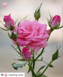 Wedding bouquets, wild flowers, natural beauty. 582 Aprecieri 1 Comentarii Yui Restart 2017 08 25 Yui9942 Pe Instagram Repo Beautiful Rose Flowers Beautiful Pink Flowers Most Beautiful Flowers