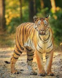 Project Tiger In India Tiger Conservation Big Cats India Tiger Conservation Project Tiger Tiger Photography