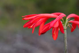 Image result for Kirkiaceae