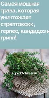 Samaya Moshnaya Trava Kotoraya Unichtozhaet Streptokokk Gerpes Kandidoz I Gripp Medicinal Plants Herbal Medicine Herbs