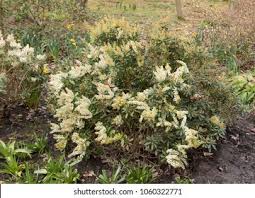 Image result for Pieris japonský debutante obrázek