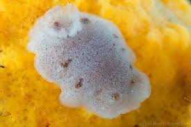 Image result for Cuviera tomentosa