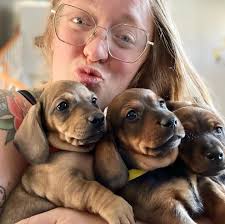 California Dreamin' Dachshunds