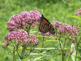 Image result for Asclepias foliosa