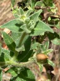 Image result for Petunia axillaris