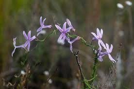 Image result for Cyphia