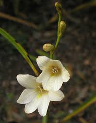 Image result for Tritonia