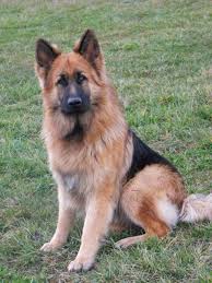 Here are a couple of helpful articles on. Pin By Amber Abbitt On Animals Domestic Dogs Shepherd Dog King Shepherd Dog Breeds