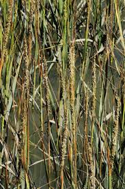 Image result for Scleria foliosa