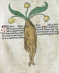 Mandragora Female 1485 Der Gart Der Gesundheit Alte Schrift Alraune Typografie