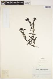 Image result for Lankesteria alba