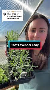 Replying to @😻 I have the Provence variety and love it. But you’ll want to  search for what works best in your growing zone. #sahmsidehustles  #sidehustles #lavender #cashcrop #sellinglavender ...