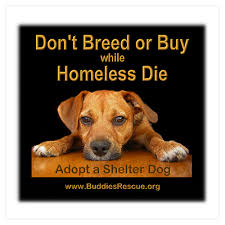 Join us in creating a future where every pet is safe, respected and loved. Not Sure Why Anyone Would Spend Money On A Pet When They Can Adopt Free Love Stupidhumans Shelter Dogs Dog Rescue Groups Dogs