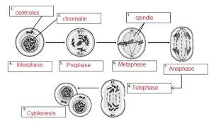 The sister chromatids are moving apart. Leaf Anatomy Mitosis Cell Cycle Cell Division