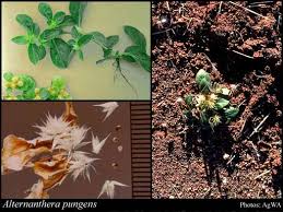 Image result for Alternanthera pungens