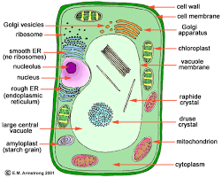 Cells For Kids Science Cells Plant Cell Learning Science