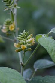 Image result for Rhynchosia procurrens