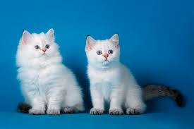 Black golden shaded color with green eyes. Scottish And British Chinchilla With Green Eyes And Blue Eyed Chinchilla Point Foldlandia Cattery