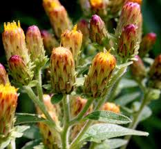 Image result for Calostephane