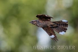 Auch große freiflächen, kahlschläge sowie windbruchgebiete werden gerne besiedelt. Ziegenmelker Caprimulgus Europaeus Naturfoto Gziegers Webseite