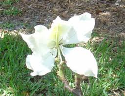 Image result for Bauhinia bowkeri