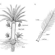 A Parts Of A Date Palm And B Date Palm Leaf Characteristics Download Scientific Diagram